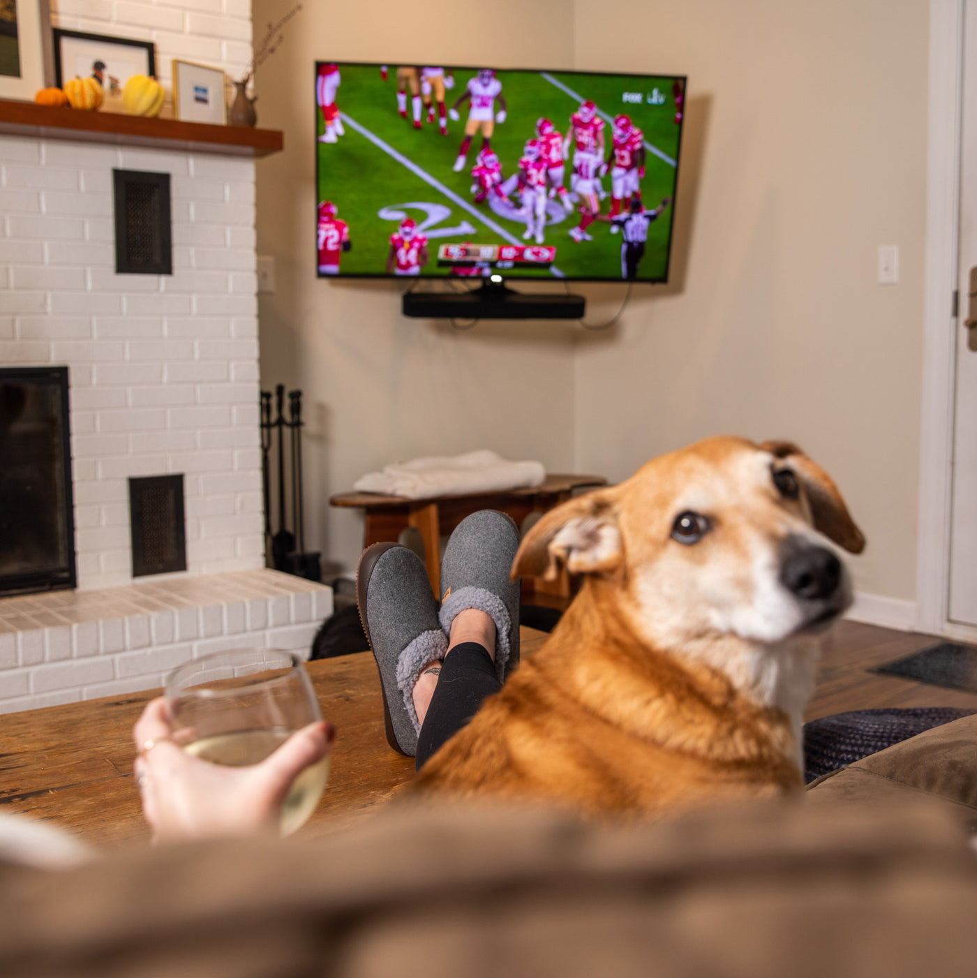 Doggy with person watching football